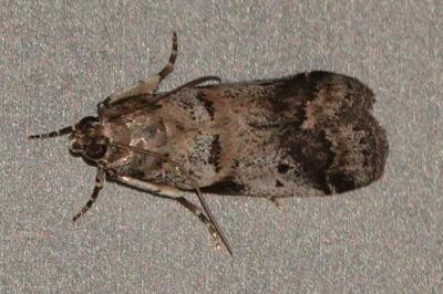 <i>Acrobasis glaucella/fallouella</i>