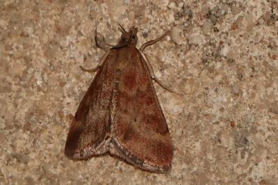 <i>Pyrausta despicata</i>