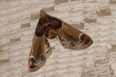 <i>Pyralis farinalis</i>