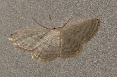<i>Idaea subsericeata</i>