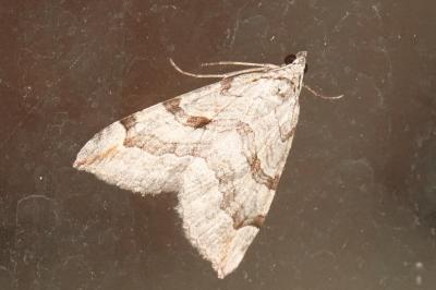 <i>Aplocera</i>
