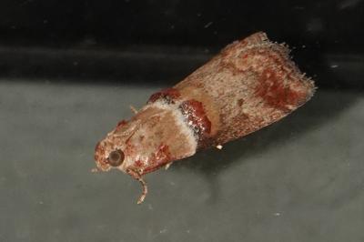 <i>Acrobasis tumidana</i>
