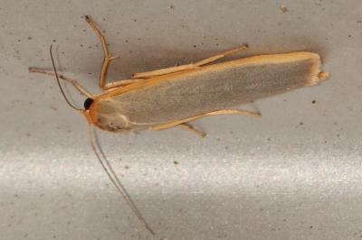 <i>Manulea complana</i>