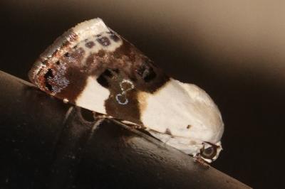 <i>Acontia lucida</i>