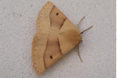 <i>Crocallis elinguaria</i>