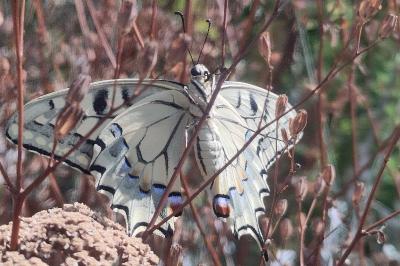 <i>Papilio machaon</i>