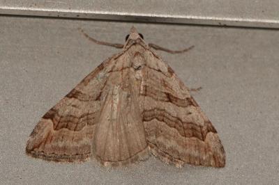 <i>Aplocera</i>