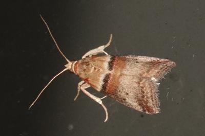 <i>Acrobasis tumidana</i>