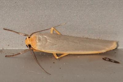 <i>Manulea complana</i>