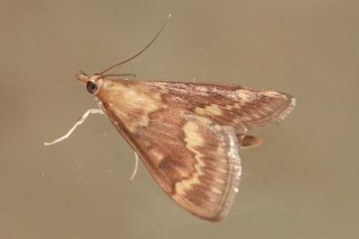 <i>Ostrinia nubilalis</i>