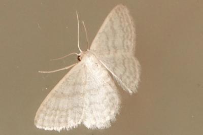 <i>Idaea subsericeata</i>
