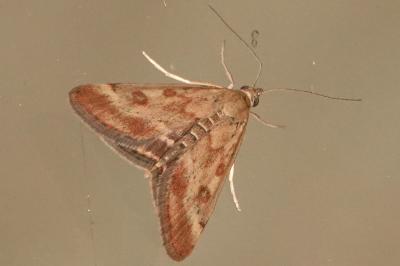 <i>Pyrausta despicata</i>