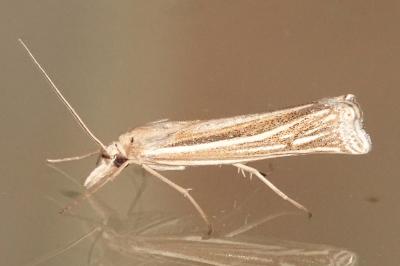 Ancylolomia tentaculella