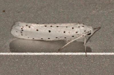 <i>Yponomeuta</i>