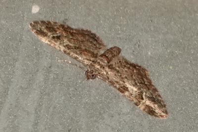 <i>Gymnoscelis rufifasciata</i>
