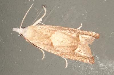 <i>Eucosma conterminana</i>