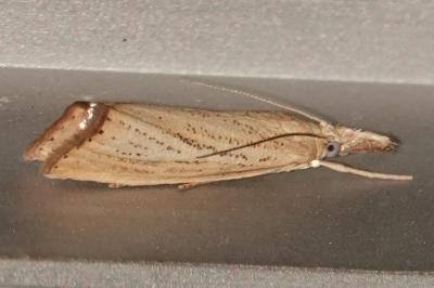 <i>Agriphila straminella</i>