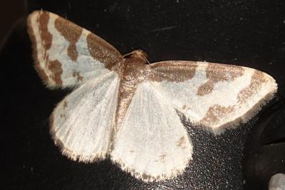 <i>Lomaspilis marginata</i>