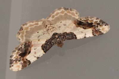 <i>Ligdia adustata</i>