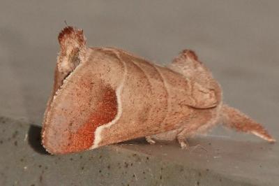 <i>Clostera curtula</i>