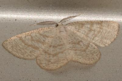 <i>Cabera exanthemata</i>