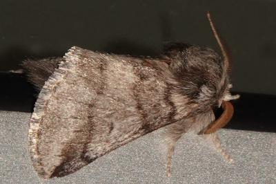 Thaumetopoea processionea