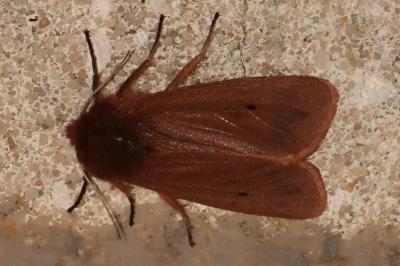 <i>Phragmatobia fuliginosa</i>