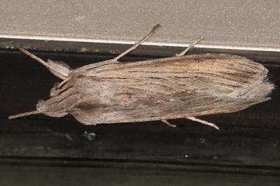 <i>Cucullia umbratica</i>