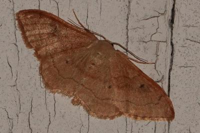 <i>Idaea rubraria</i>