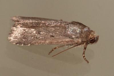 <i>Amphipyra tragopoginis</i>