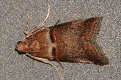 <i>Acrobasis tumidana</i>