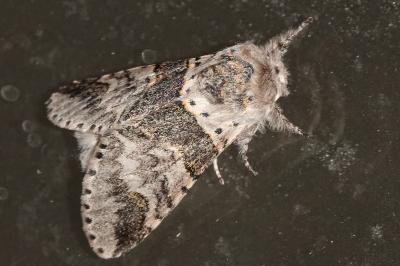 Furcula furcula