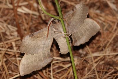 <i>Laothoe populi</i>