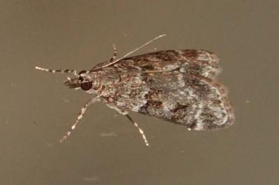 <i>Eudonia</i>