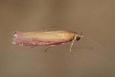 <i>Oncocera semirubella</i>