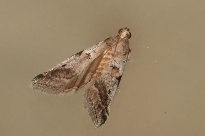 <i>Acrobasis glaucella/fallouella</i>