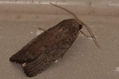 <i>Proxenus hospes</i>