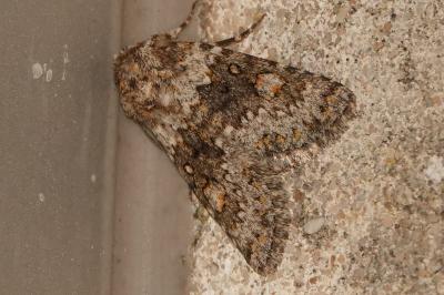 <i>Hecatera dysodea</i>