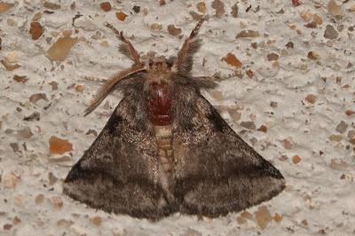 <i>Thaumetopoea processionea</i>