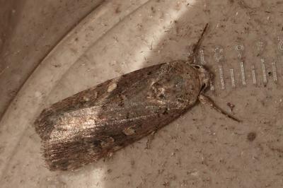 Spodoptera exigua