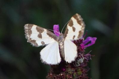 <i>Lomaspilis marginata</i>