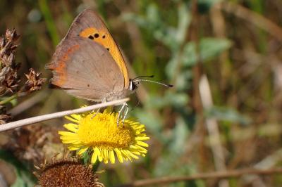 <i>Lycaena phlaeas</i>