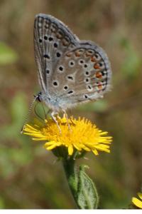 <i>Polyommatus icarus</i>