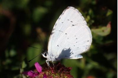<i>Celastrina argiolus</i>