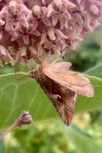 <i>Autographa gamma</i>