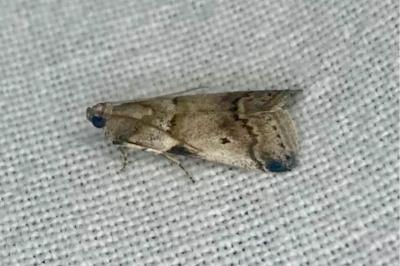 <i>Acrobasis fallouella</i>