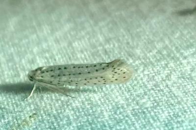 <i>Yponomeuta evonymella</i>