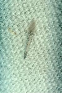 <i>Yponomeuta evonymella</i>