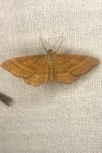 <i>Idaea ochrata</i>