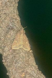 <i>Mesapamea secalella/secalis</i>